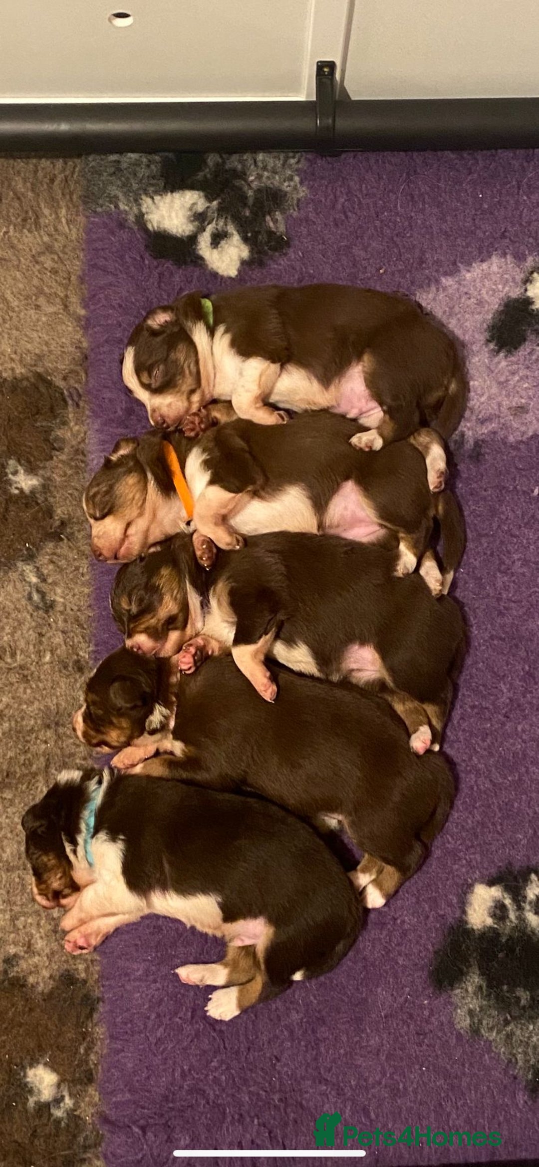 Border Collie dogs for sale: BorderCollie Pups: unique chocolate tri rough coat - Advert 1