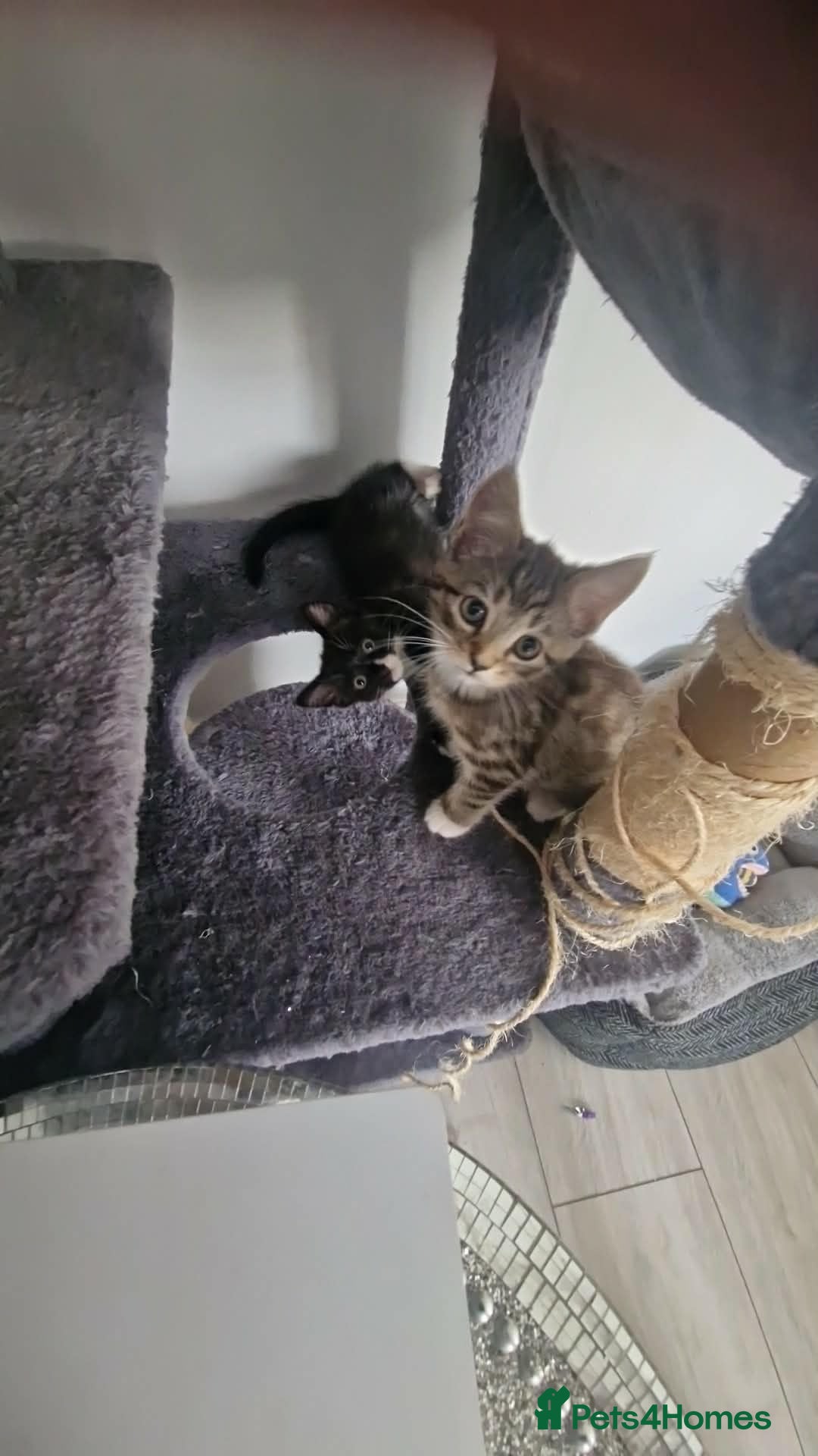 Mixed Breed cats 2 females left - Advert 2