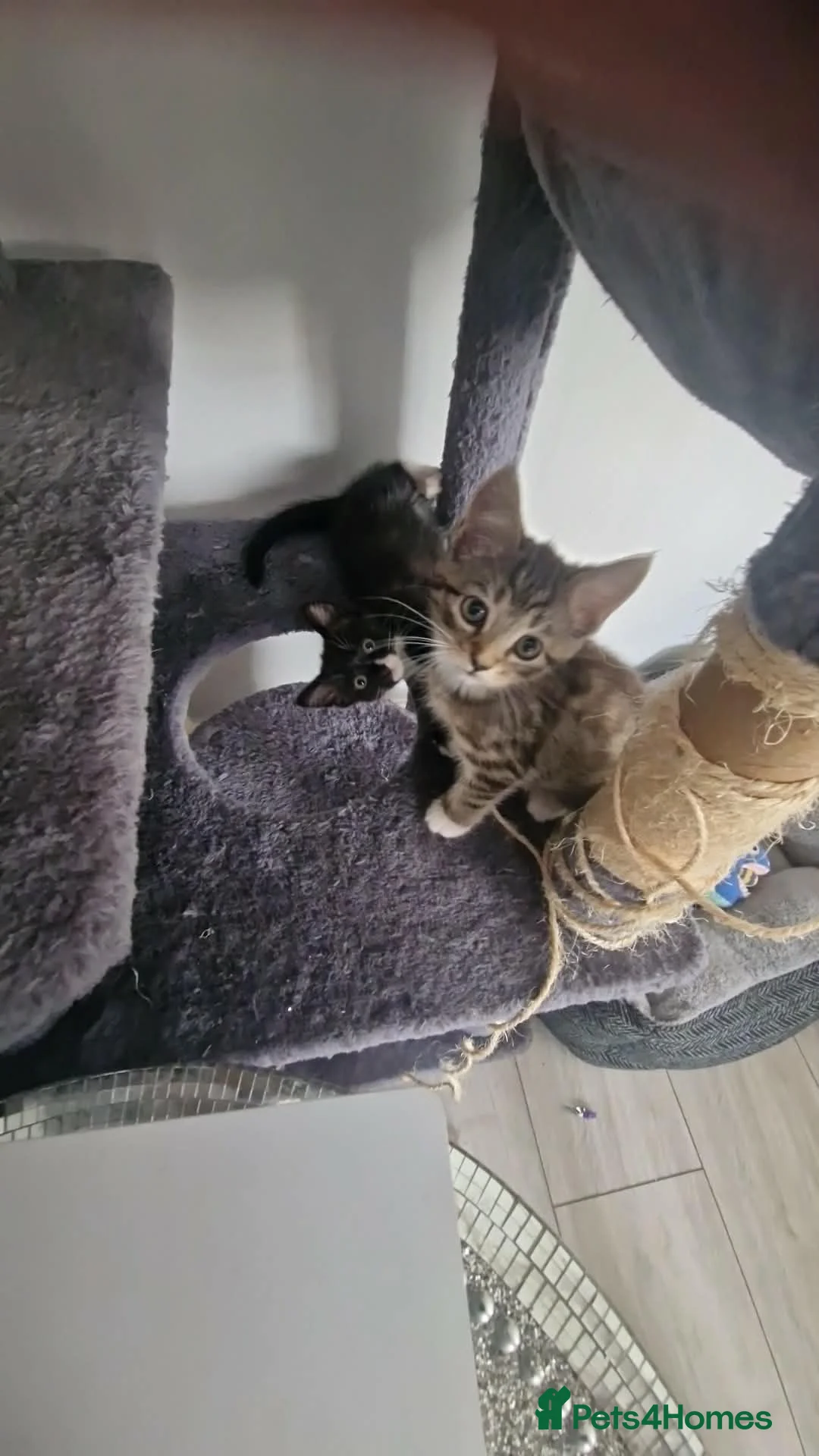 Mixed Breed cats for sale: 2 females left - Advert 1