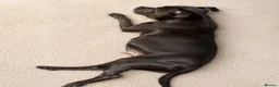Staffordshire Bull Terrier dogs for sale: KC STAFFORDSHIRE BULL TERRIER PUPPIES - Advert 5