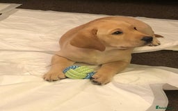 Labrador Retriever dogs for stud: Nacho - 1st time stud  - Image 5