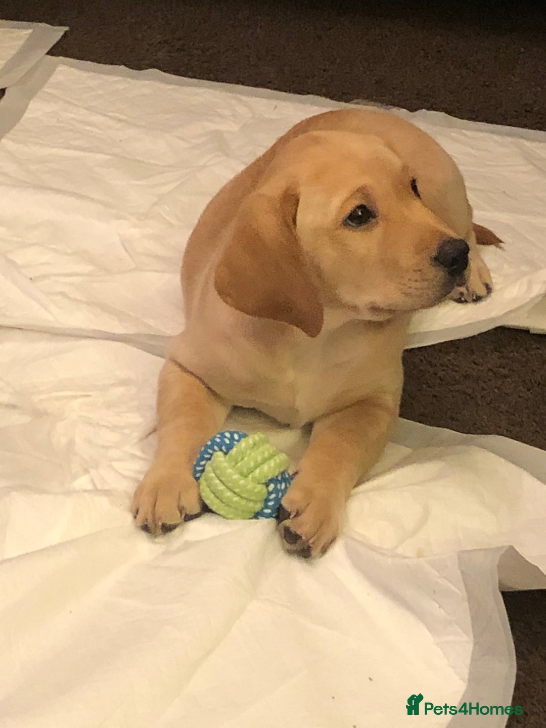 Labrador Retriever dogs for stud: Nacho - 1st time stud  - Image 5