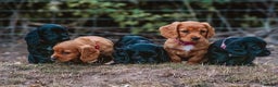 Cocker Spaniel dogs for stud: Gunner, KC Registered, Fully Health Tested WCS in Bury Saint Edmunds - Advert 4