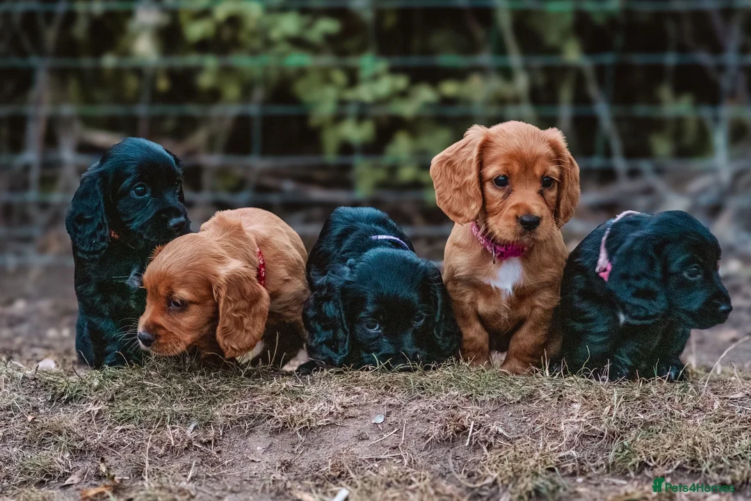 Cocker Spaniel dogs for stud: Gunner, KC Registered, Fully Health Tested WCS in Bury Saint Edmunds - Advert 4