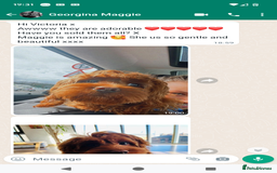 Cavapoo dogs for sale: Waiting List now open - DARK RED PREMIUM QUALITY - Image 19