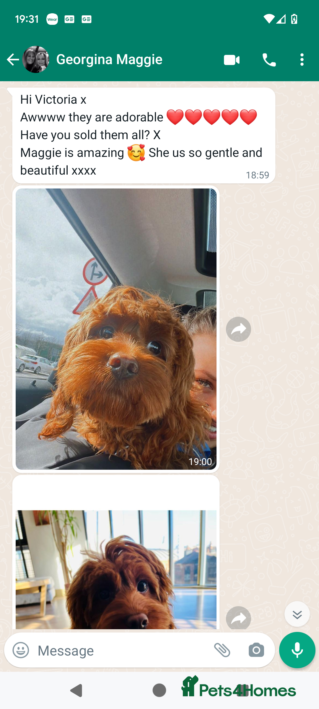 Cavapoo dogs for sale: Waiting List now open - DARK RED PREMIUM QUALITY - Image 19