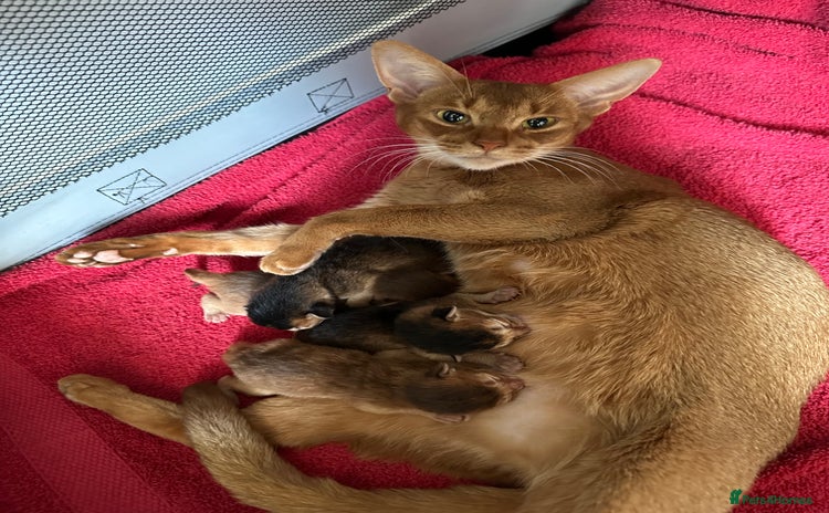 Abyssinian cats - Advert 3