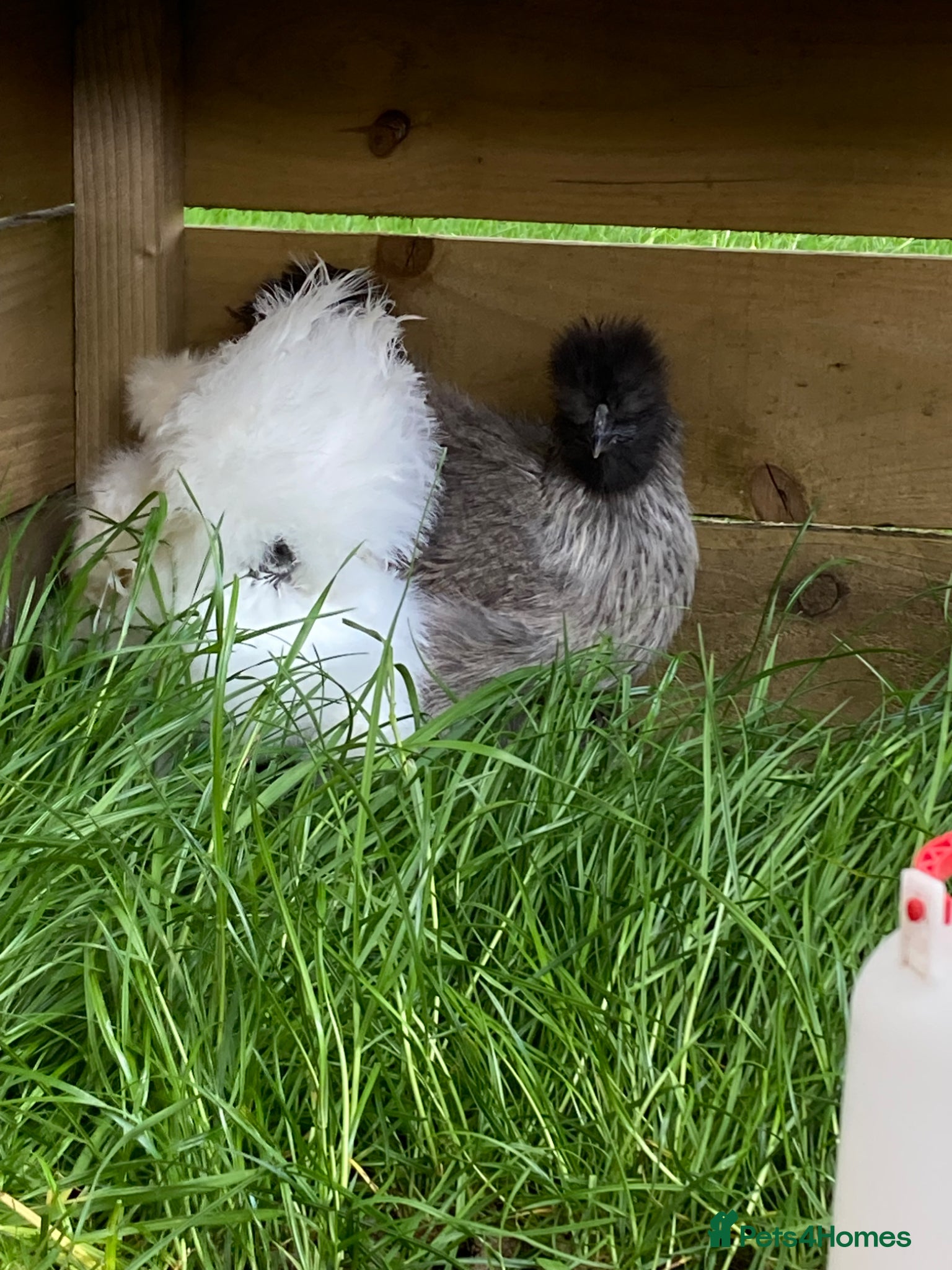 Chickens poultry SILKIE HENS &.Barbu d’Uccle,Pekin hatching eggs - Advert 13