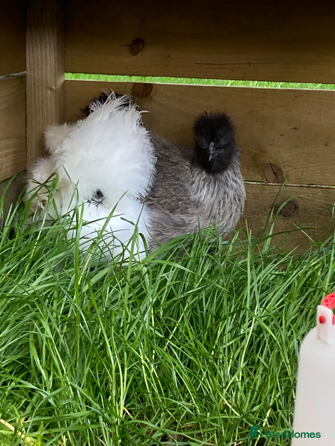 Chickens poultry for sale: SILKIE HENS &.Barbu d’Uccle,Pekin hatching eggs - Advert 1
