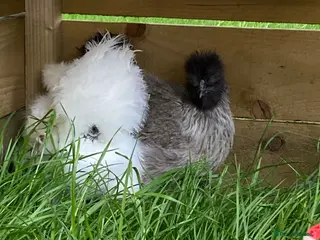 Chickens poultry SILKIE HENS &.Barbu d’Uccle,Pekin hatching eggs - Advert 13