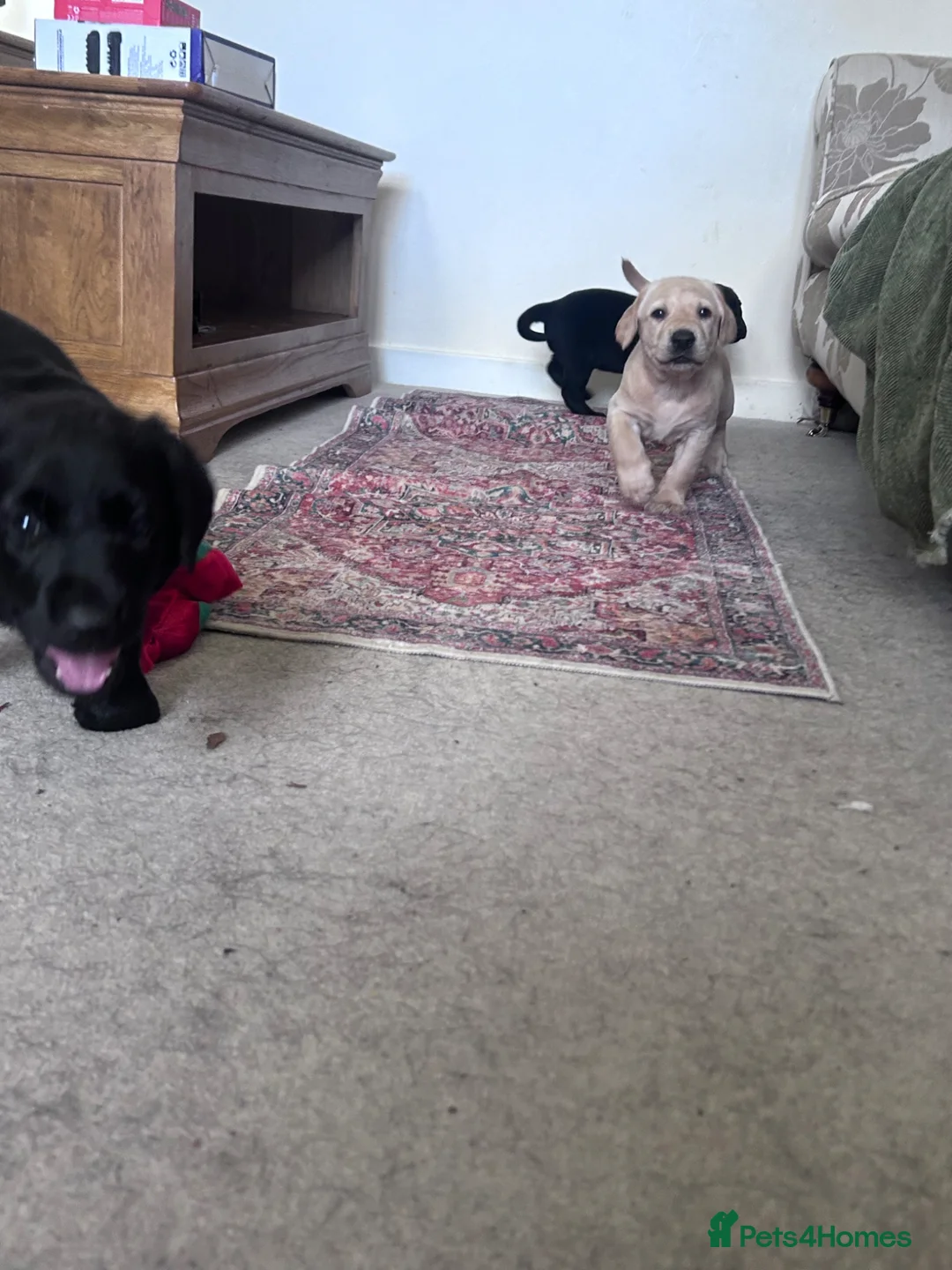 Labrador Retriever dogs for sale: Beautiful KC reg Lab pups - Advert 14