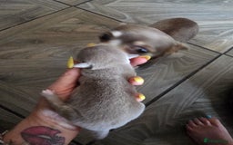 Chihuahua dogs for sale: Chihuahua blue boy - Image 8