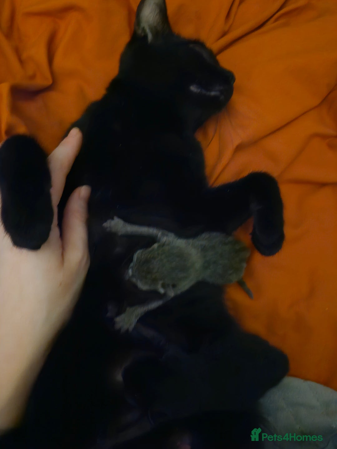 Mixed Breed cats for sale: Purrfect Rare Elf Eared Fur Babies Ready 14th Feb - Advert 5