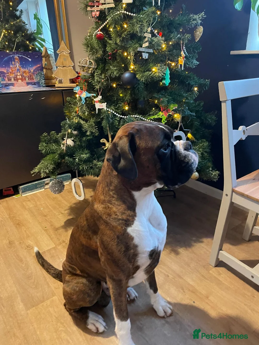 Boxer dogs for stud: Boxer for stud  - Advert 2