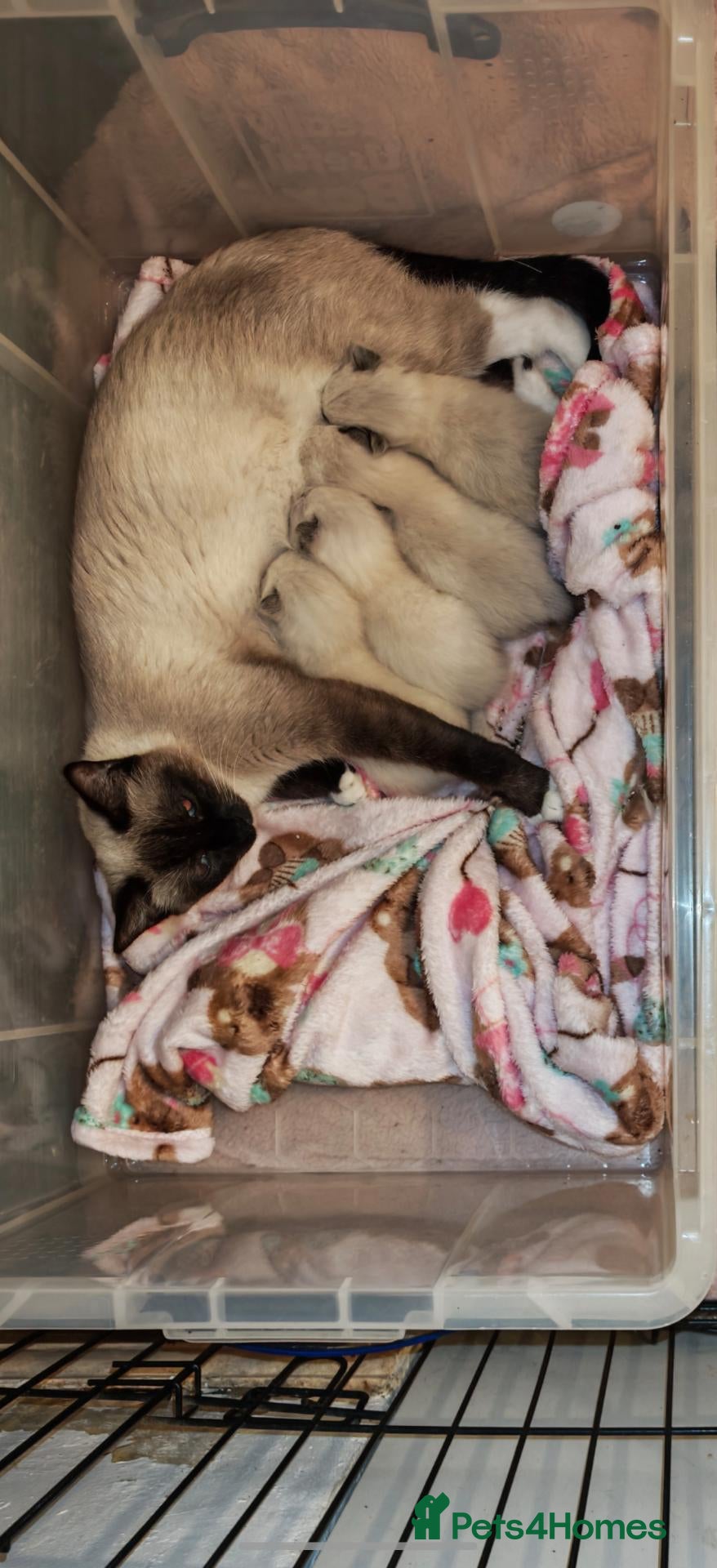 Mixed Breed cats Ragdoll cross Persian  - Advert 1
