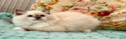 Ragdoll cats for sale: 2 Active girls  - Advert 18