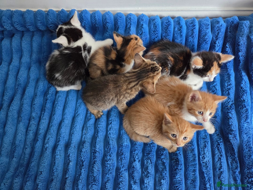 American Shorthair cats for sale: Gorgeous 8 Week Old Kittens - Image 2