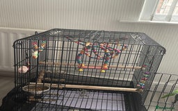 Cockatiels birds for sale: Tamed cocktail for sale - Image 3