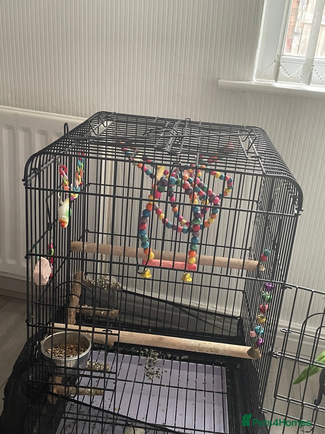Cockatiels birds for sale: Tamed cocktail for sale - Image 3