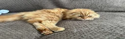 Scottish Fold cats for sale: Cute ginger boy - Advert 5