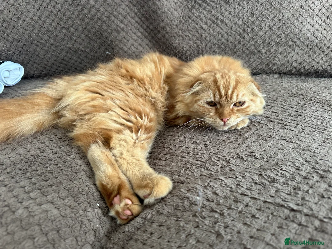 Scottish Fold cats for sale: Cute ginger boy - Advert 5