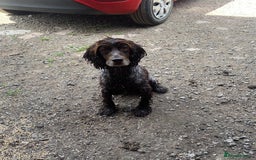 Cocker Spaniel dogs for sale: Cocker spaniel for sale  - Image 10