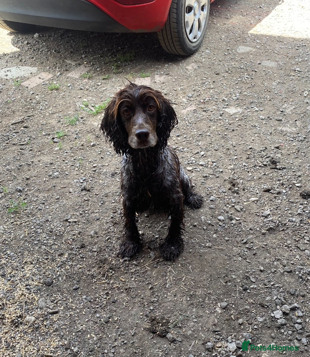 Cocker Spaniel dogs for sale: Cocker spaniel for sale  - Image 10