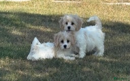 Cavachon dogs for sale: Cavachon puppies  - Image 19