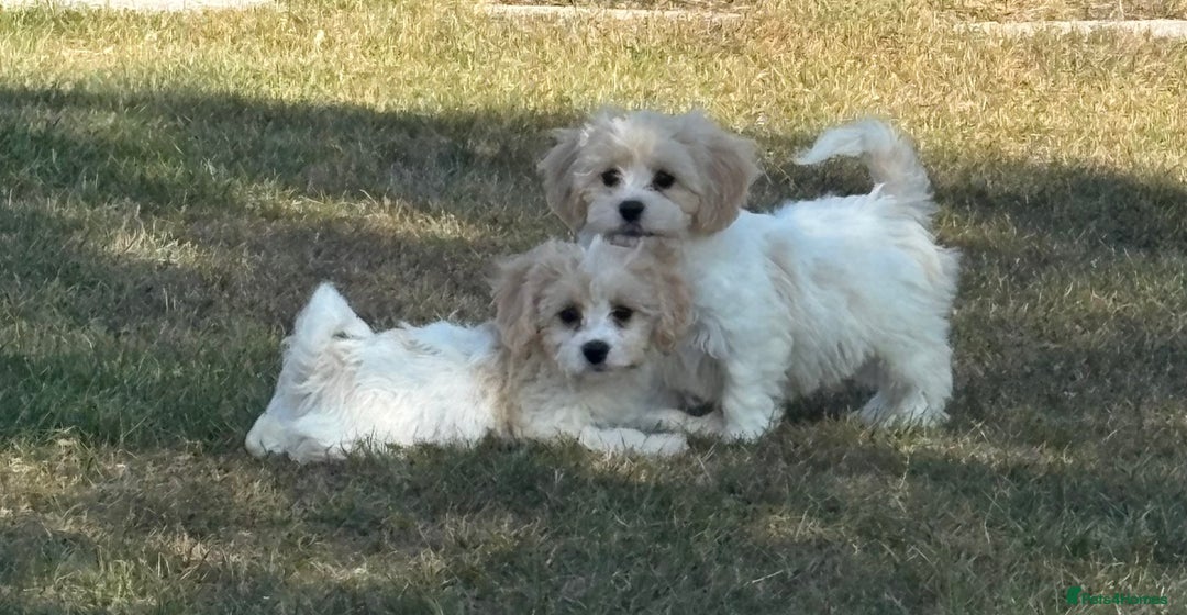 Cavachon dogs for sale: Cavachon puppies  - Image 19