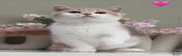 British Shorthair cats for sale: Gorgeous British Kittens - Advert 4