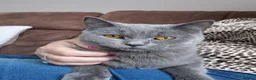 British Shorthair cats for sale: Dottie British Blue Shorthair - Advert 4