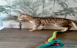 Savannah cats for sale: F3 savannah girls Tica reg + silver boy - Image 30