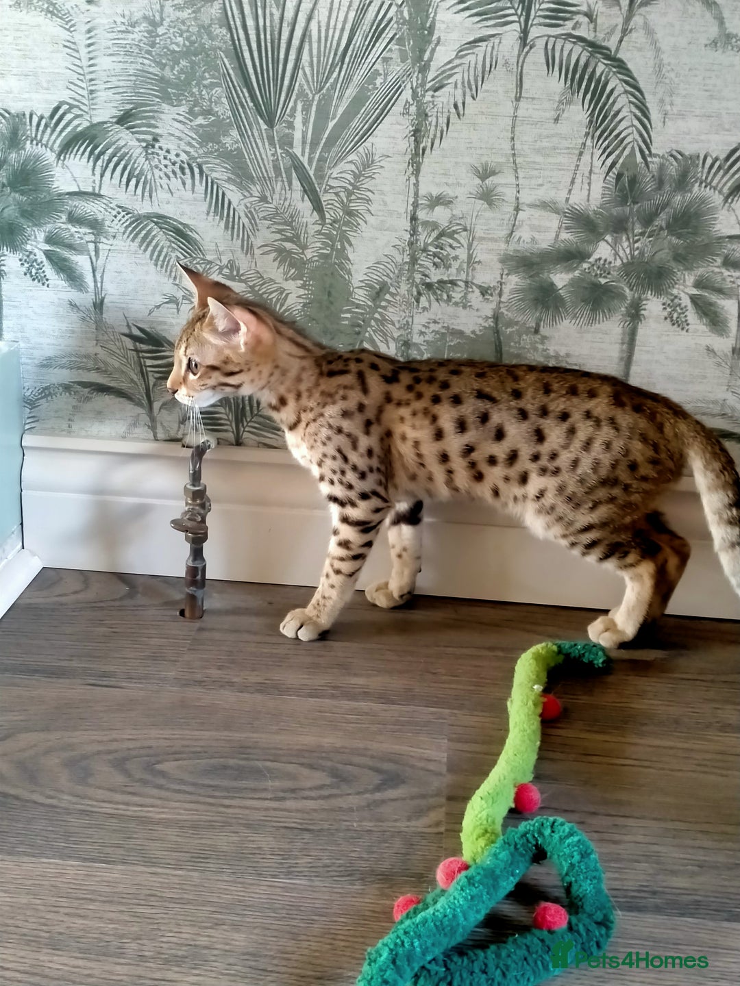 Savannah cats for sale: F3 savannah girls Tica reg + silver boy - Image 30