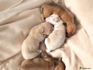 Miniature Dachshund dogs KC miniature dachshunds - Advert 18