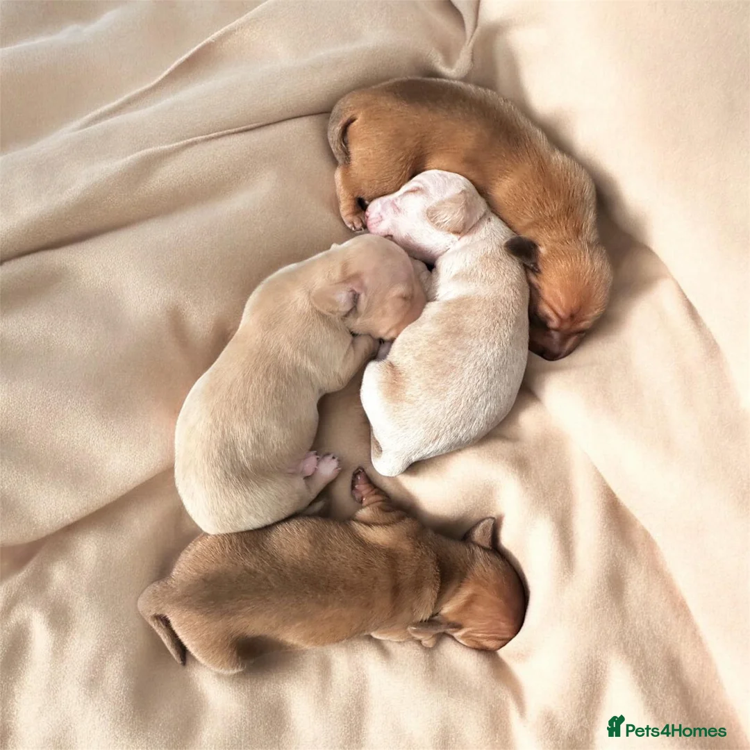 Miniature Dachshund dogs for sale: KC miniature dachshunds  - Advert 12