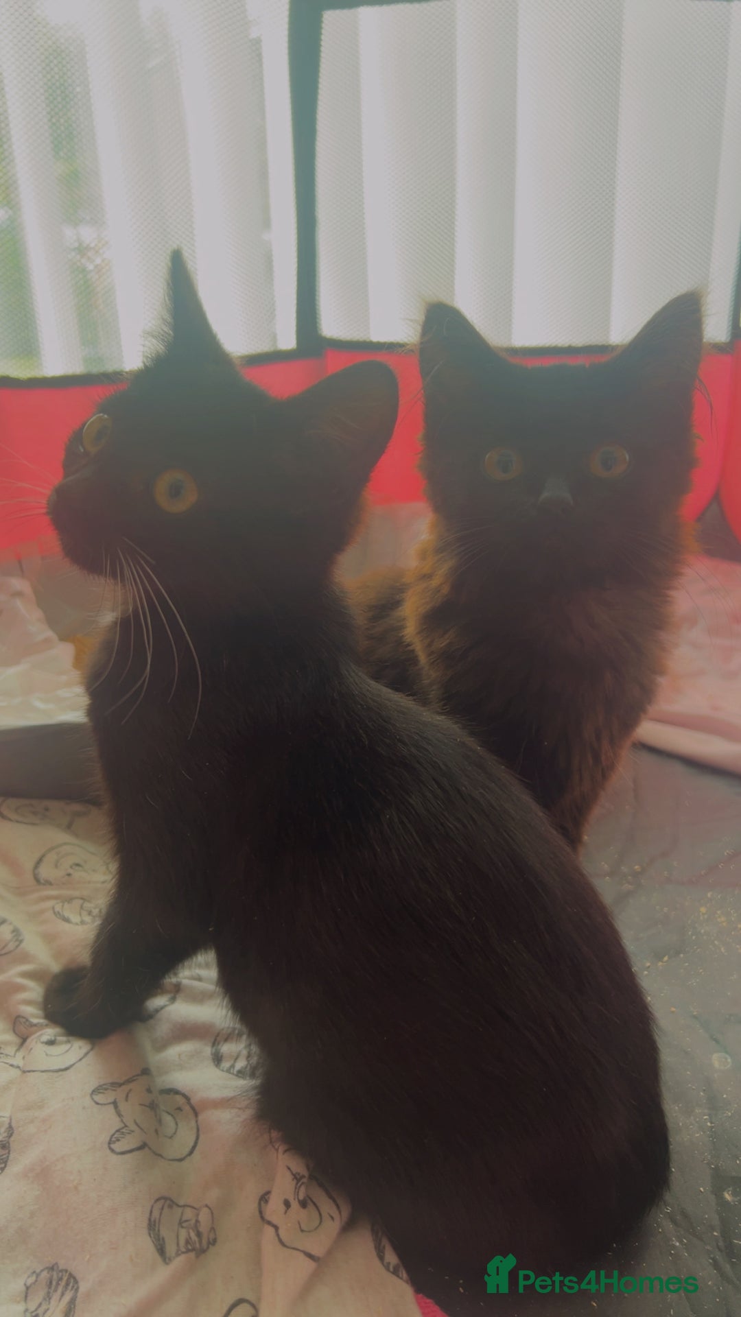 Mixed Breed cats for sale: 2 Beautiful Bonded Kittens - Image 4