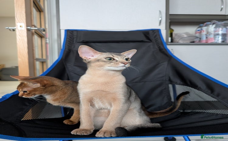 Abyssinian cats in Fareham - Advert 9