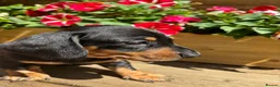 Miniature Dachshund dogs for sale: Stunning KC Pedigree Miniature Dachshund Puppies - Advert 5
