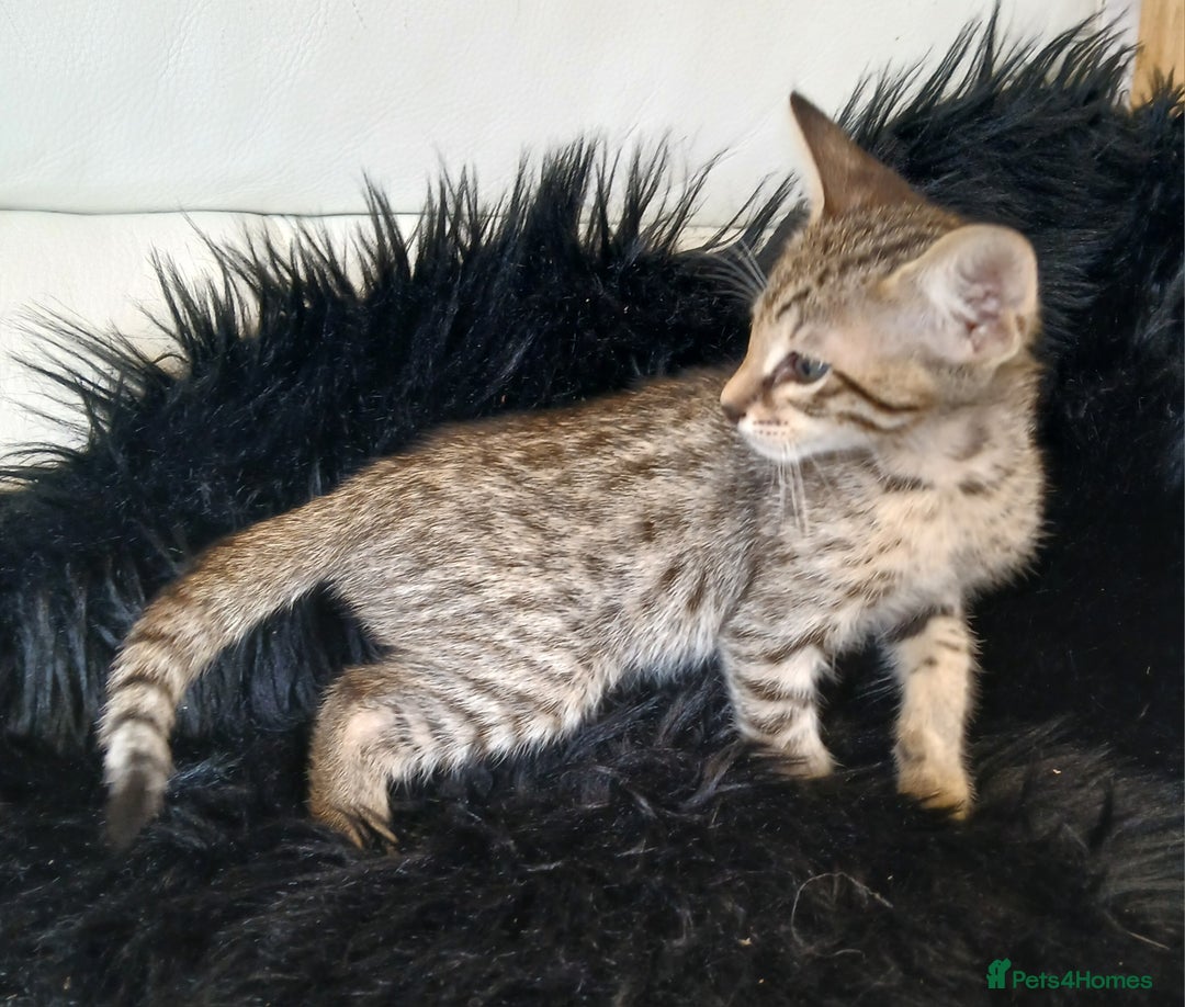 Savannah cats for sale: Stunning  Savannahs - Image 15