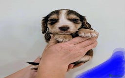 Cocker Spaniel dogs for sale: Beautiful Cocker Spaniel puppies - Image 7