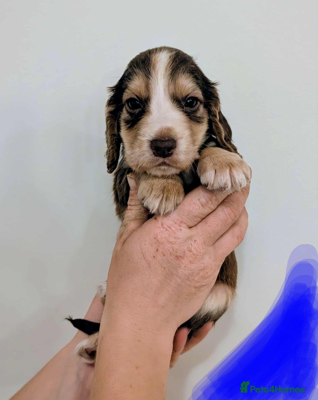 Cocker Spaniel dogs for sale: Beautiful Cocker Spaniel puppies - Image 7