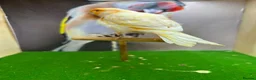 Canaries birds for sale: Male red dimorphic canaries  - Advert 5