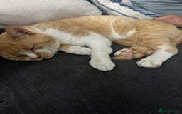 Domestic Shorthair cats for sale: Biscuit needs a new home  - Image 5