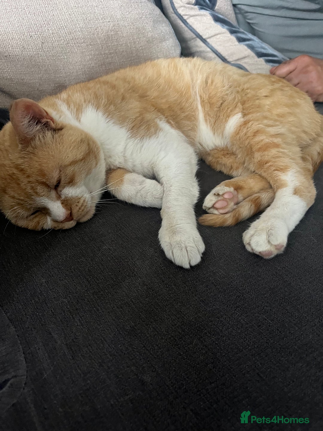 Domestic Shorthair cats for sale: Biscuit needs a new home  - Image 5