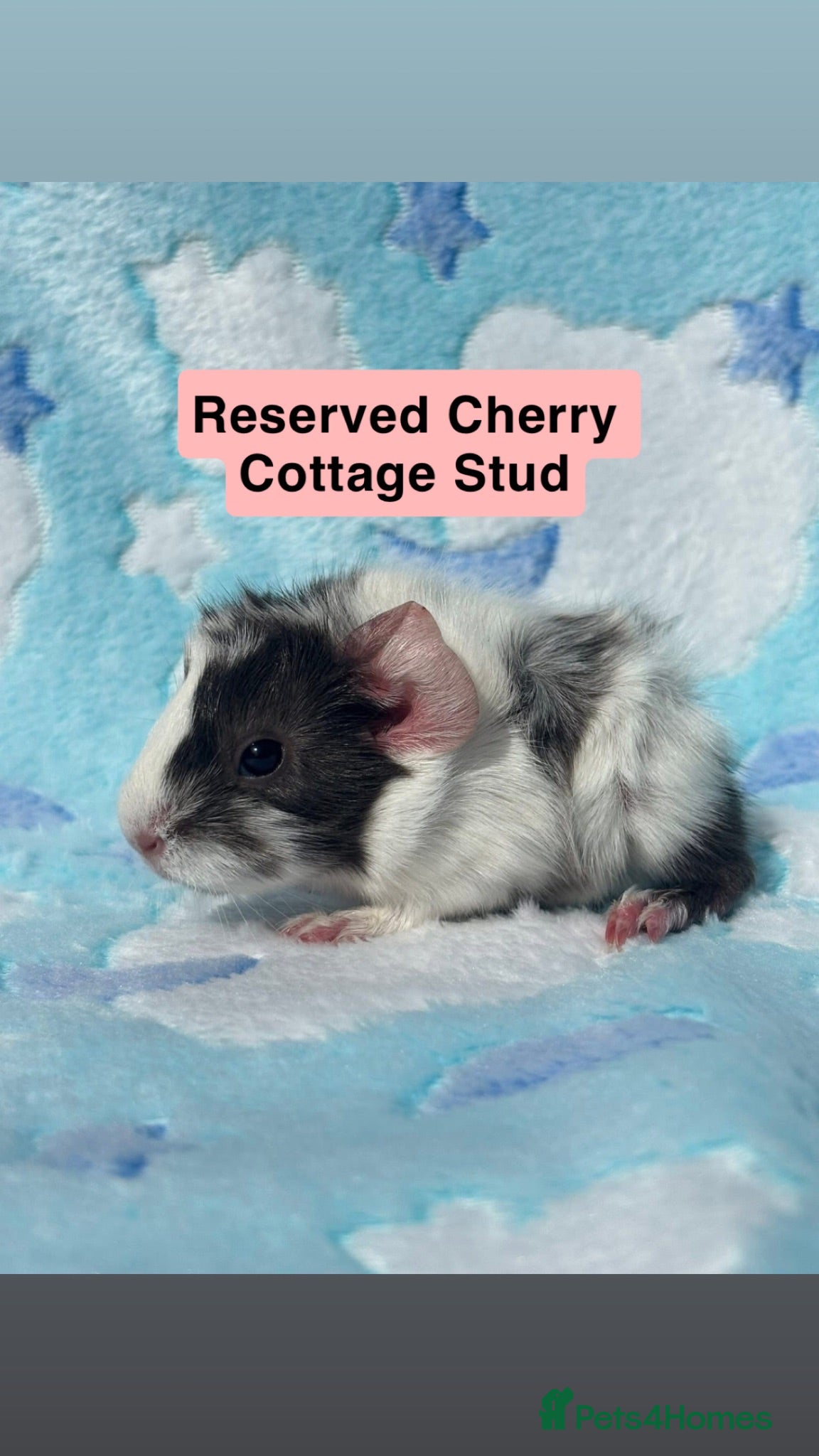 Guinea Pig rodents One funky boar looking for a forever home - Advert 13