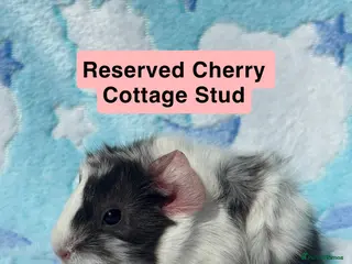 Guinea Pig rodents One funky boar looking for a forever home - Advert 13