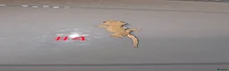 Gecko reptiles for sale: Crested Geckos  - Advert 2