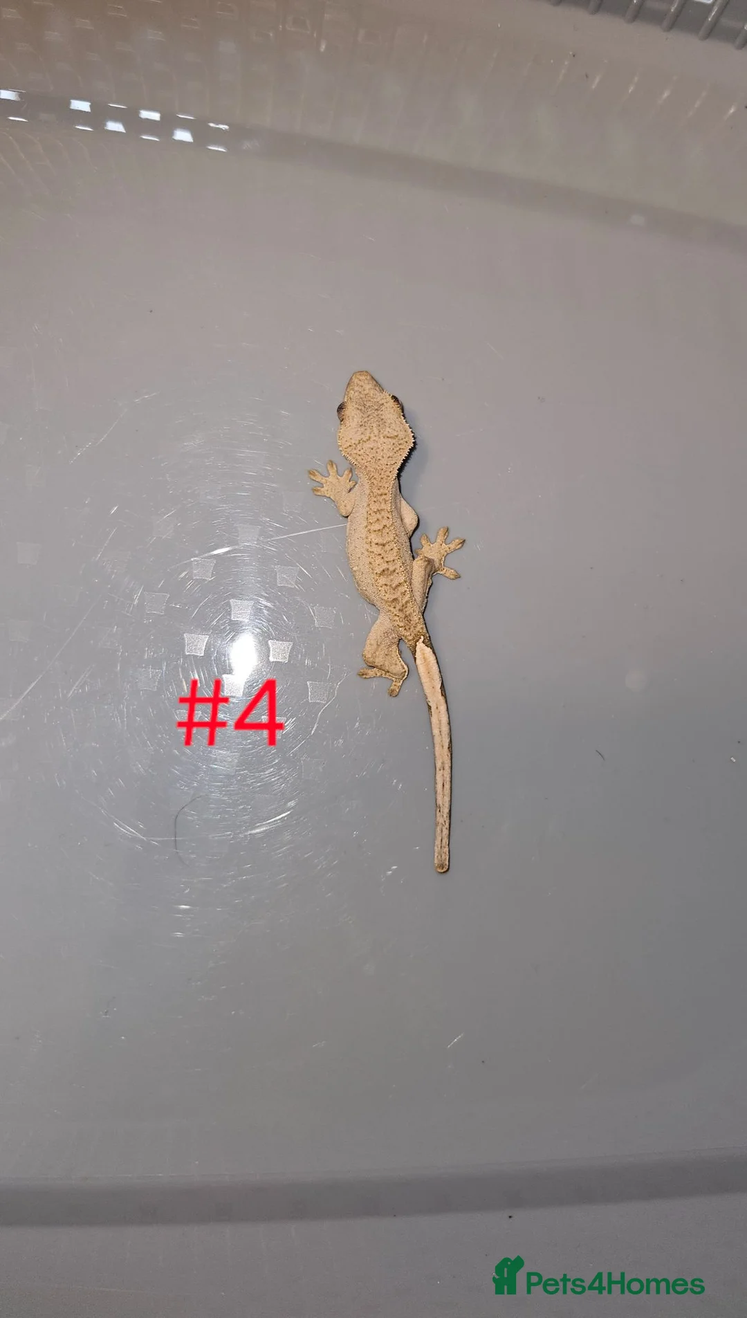 Gecko reptiles for sale: Crested Geckos  - Advert 2