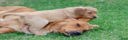 Golden Retriever dogs for sale: READY GOLDEN RETREVER KC PUPPIES - Advert 18