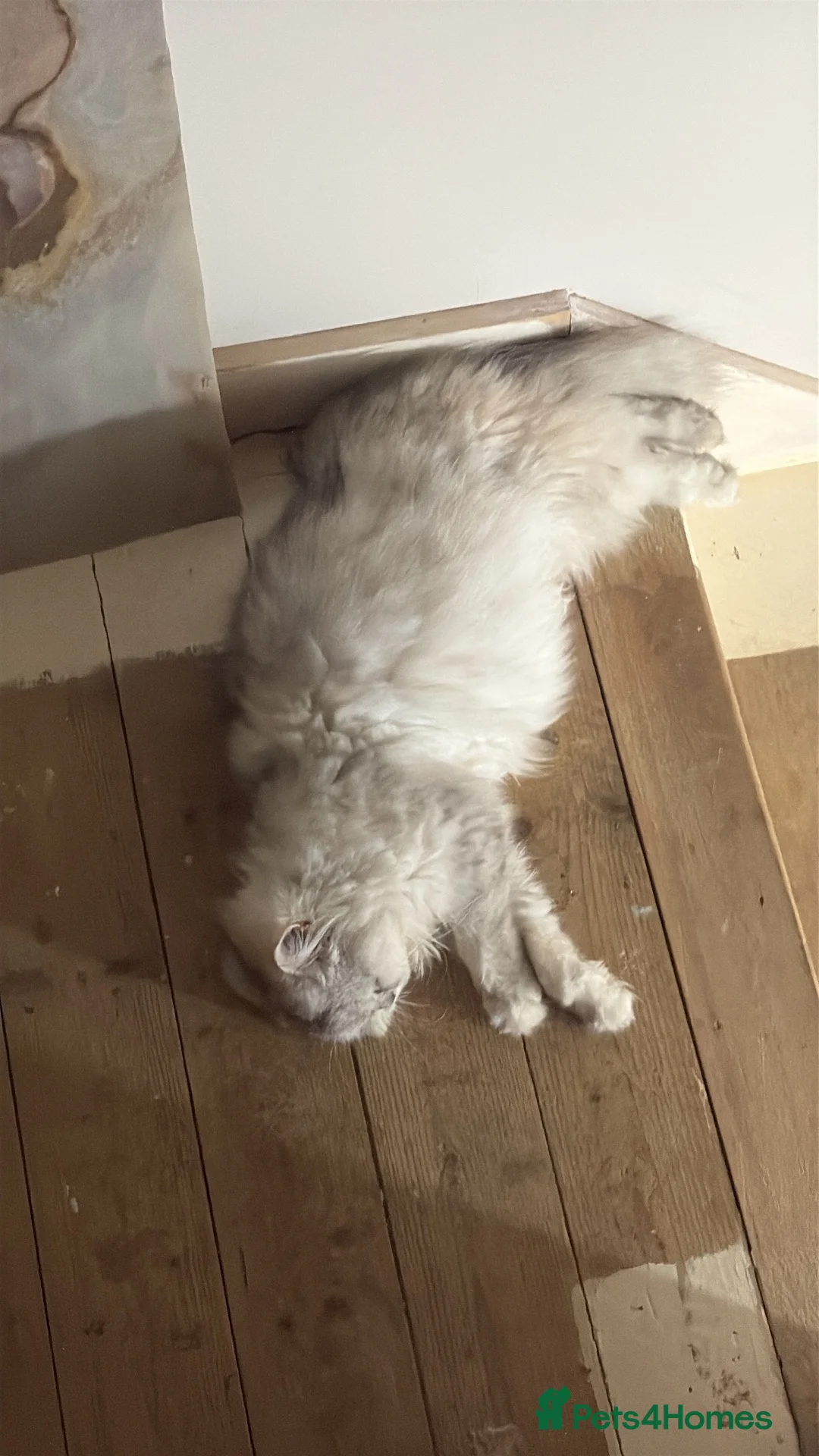 Persian cats for sale: 3 year old beautiful Persian cat  - Advert 2